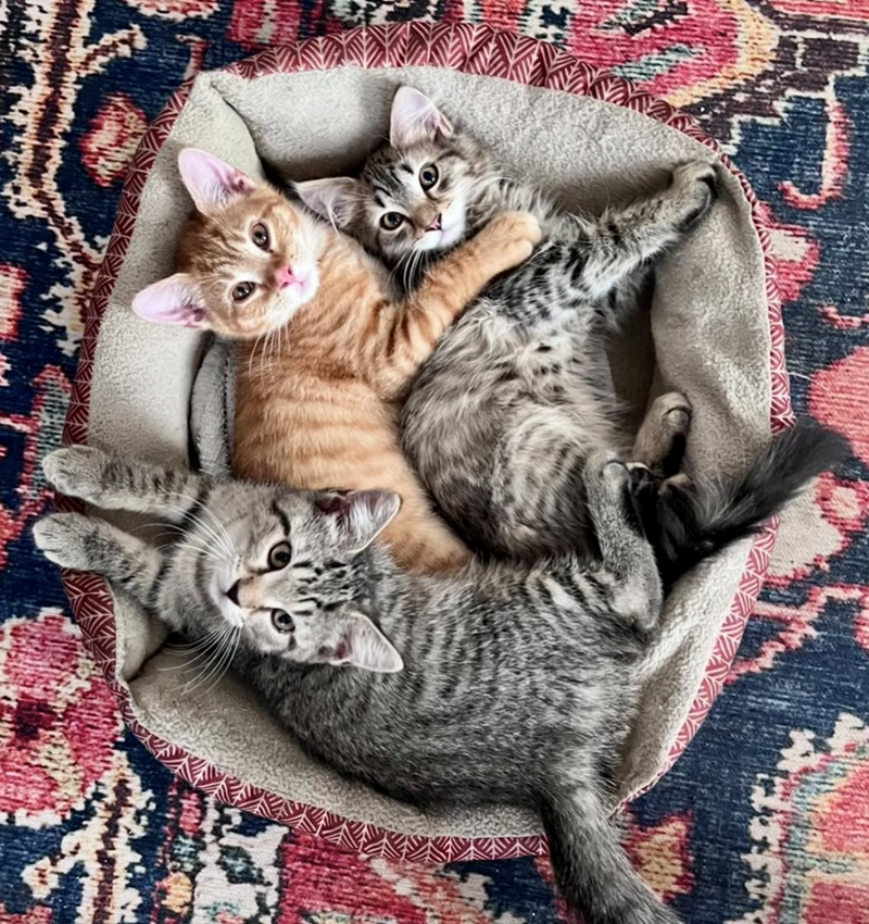 Cheezburger Image 10627448320