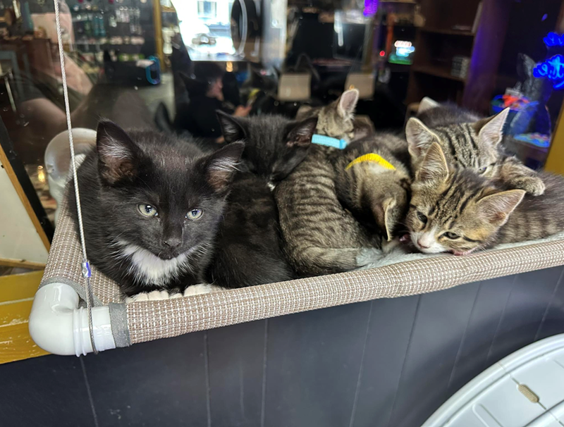 Cheezburger Image 10627448832