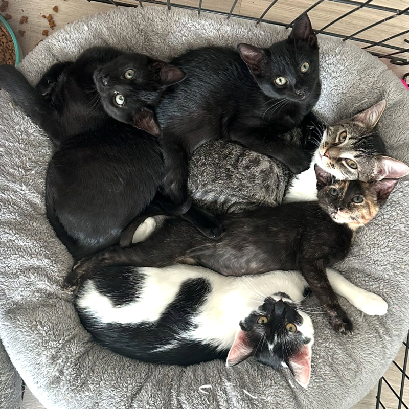 Cheezburger Image 10627449088