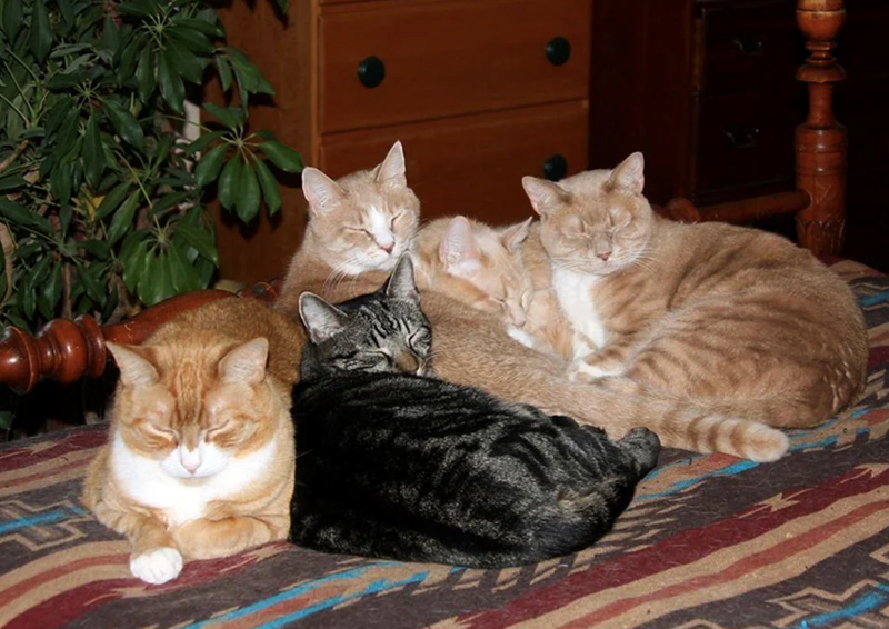 Cheezburger Image 10627449344