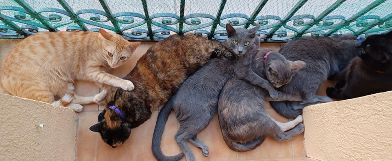 Cheezburger Image 10627449600