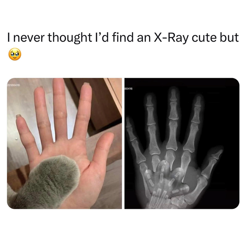 I never thought I'd find an X-Ray cute but 20180416 80416
