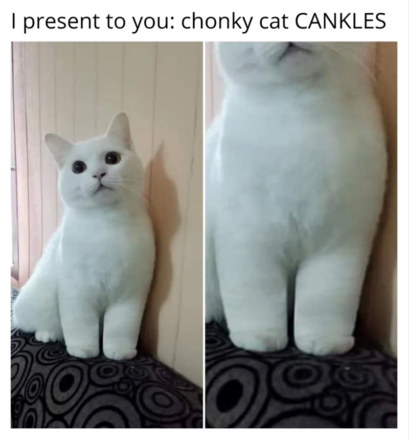 I present to you: chonky cat CANKLES O