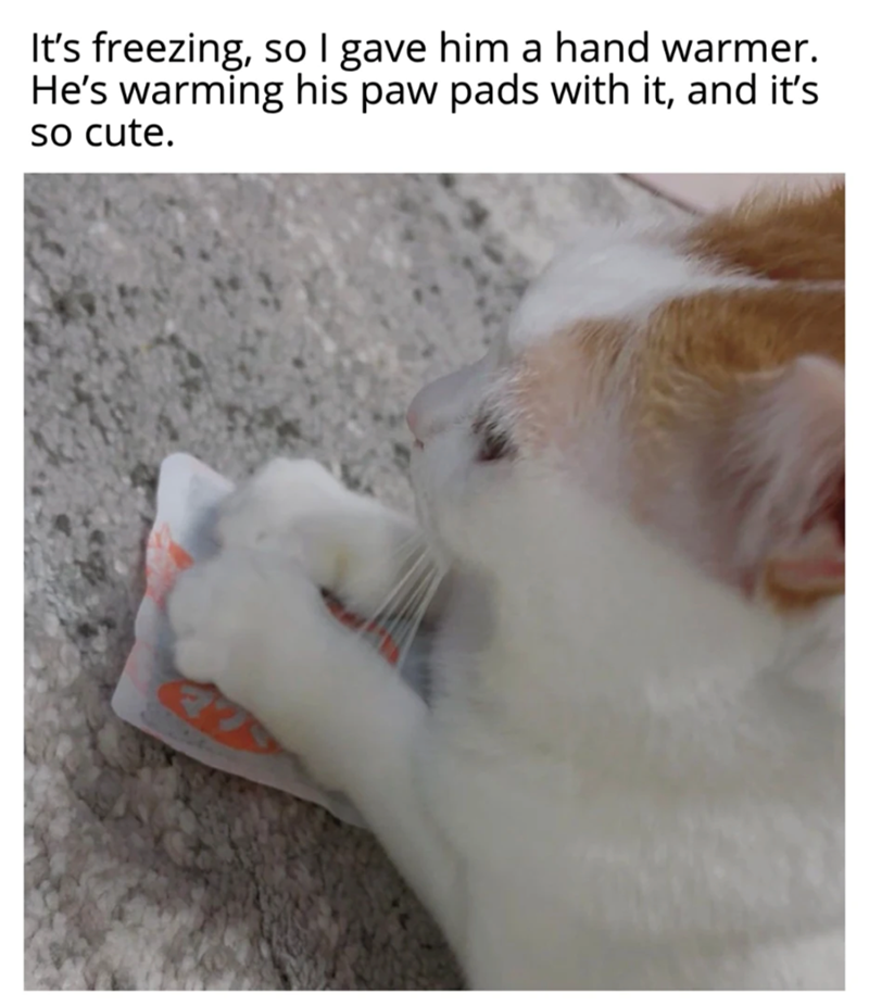 It's freezing, so I gave him a hand warmer. He's warming his paw pads with it, and it's so cute.