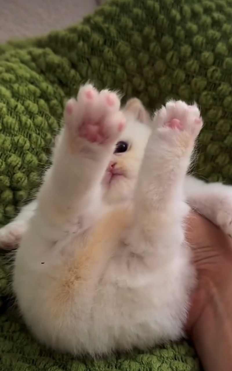 Cheezburger Image 10627485184