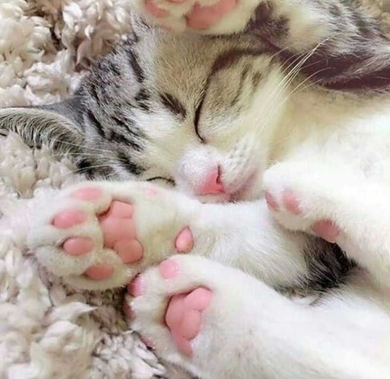 Cheezburger Image 10627485440