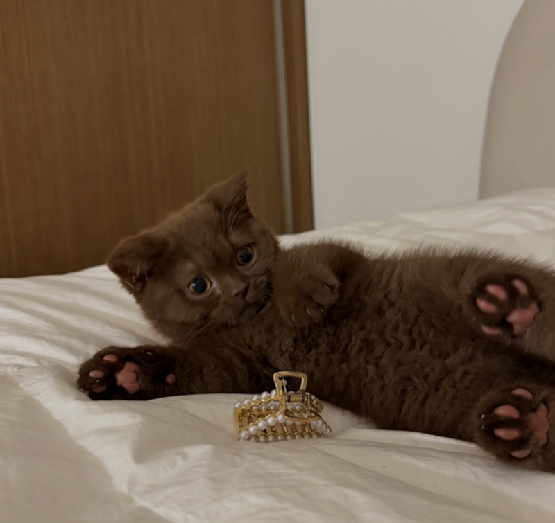 Cheezburger Image 10627486464