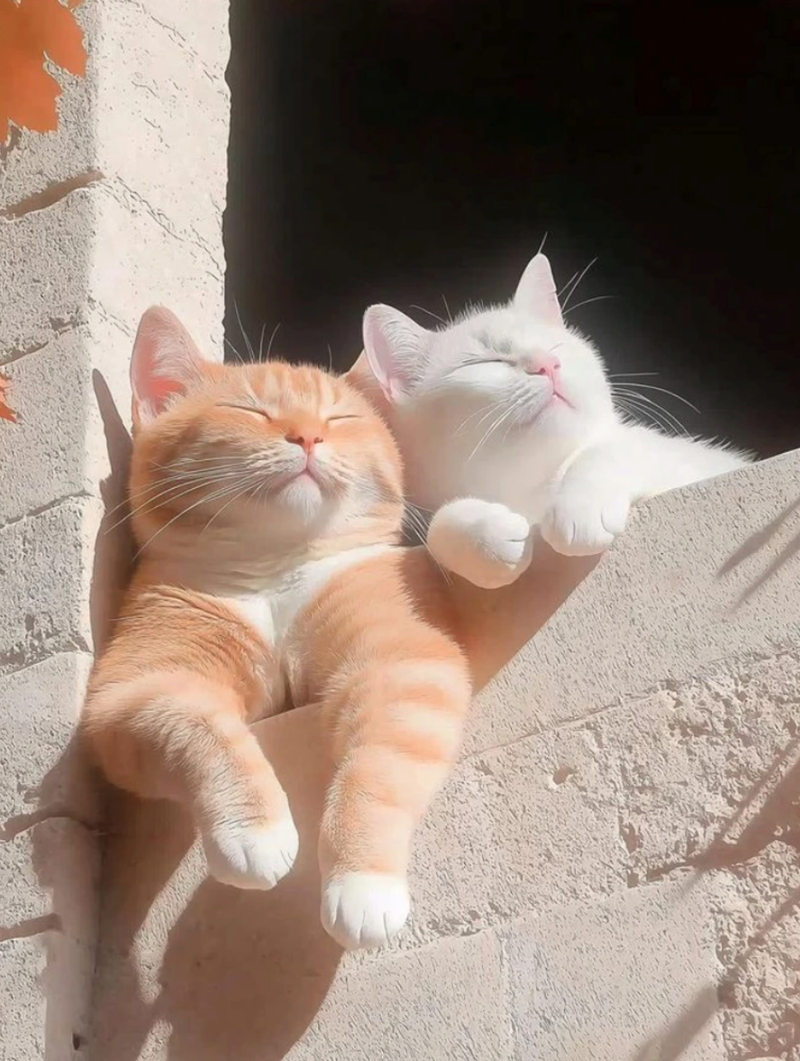 Cheezburger Image 10627486976