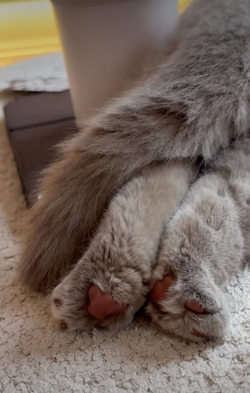 Cheezburger Image 10627487488