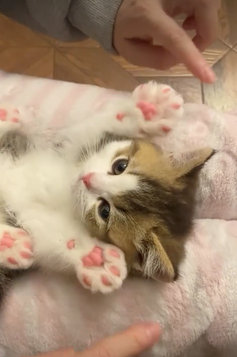 Cheezburger Image 10627488512