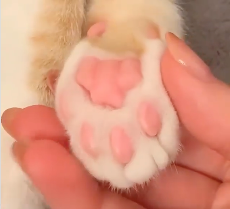 Cheezburger Image 10627489024