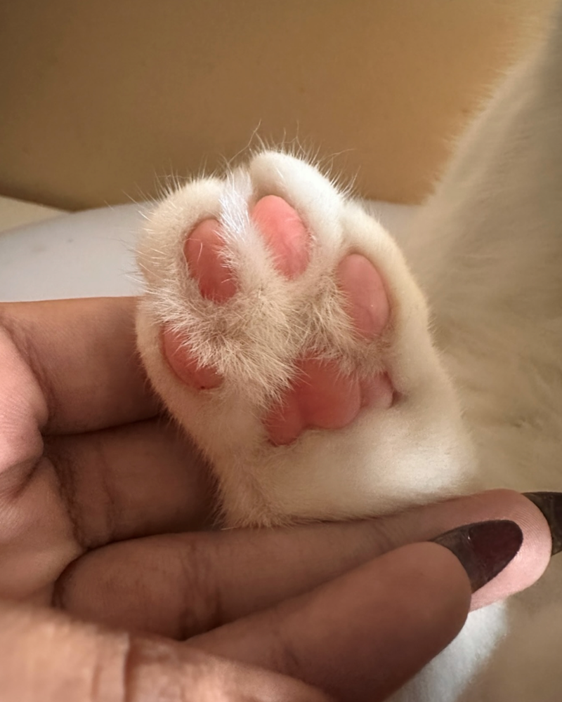 Cheezburger Image 10627489280