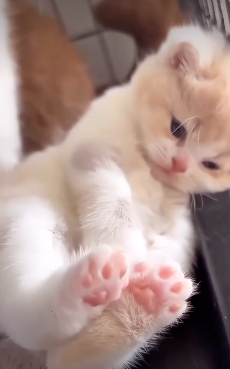 Cheezburger Image 10627489536