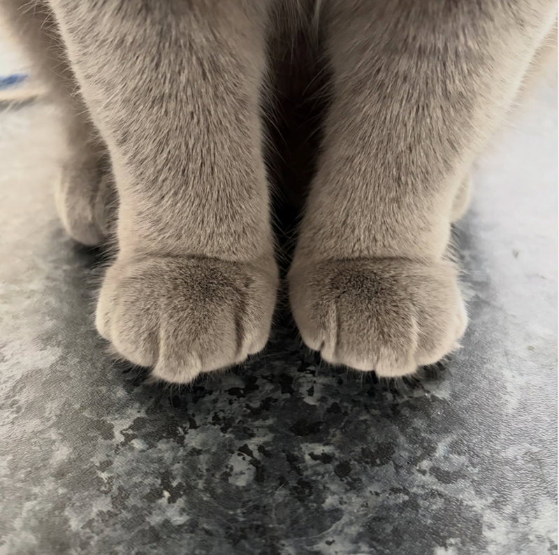 Cheezburger Image 10627489792