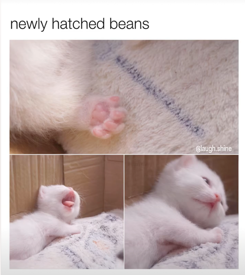 newly hatched beans Blaugh.shine