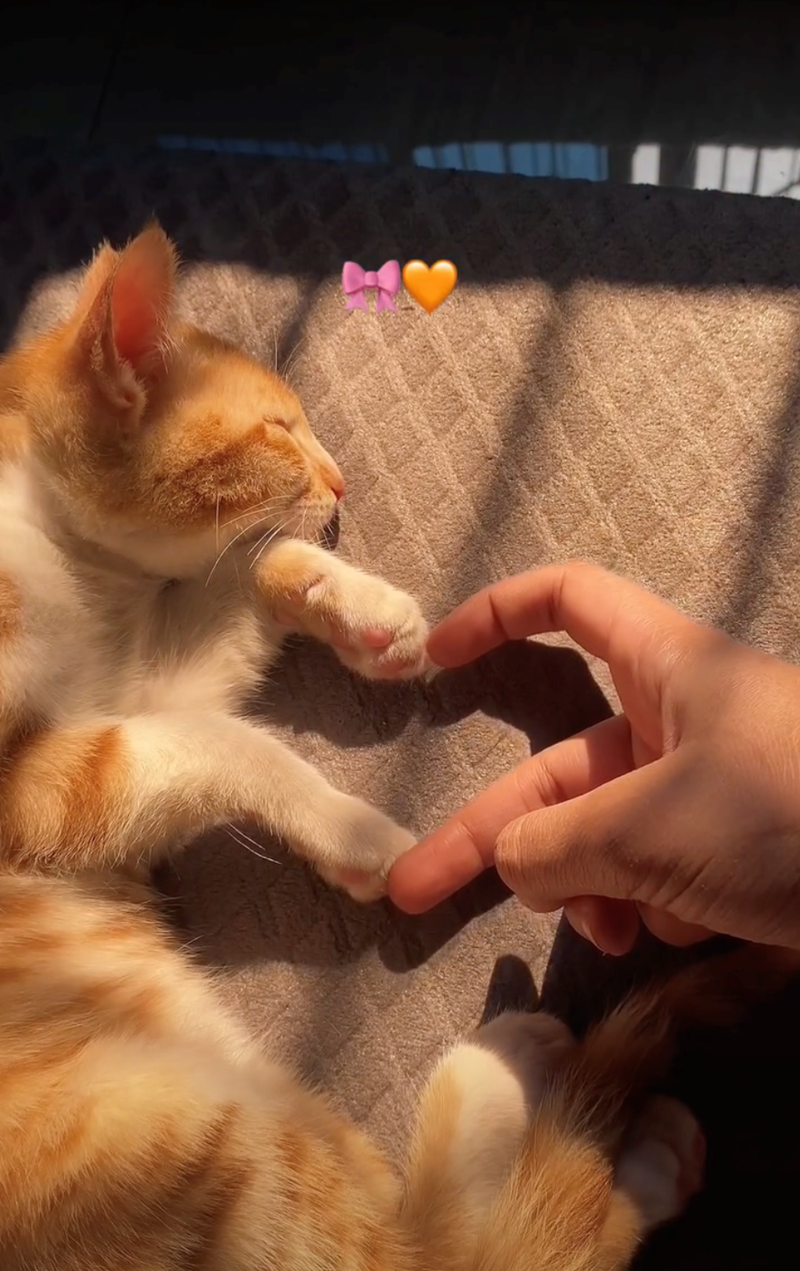 Cheezburger Image 10627491328