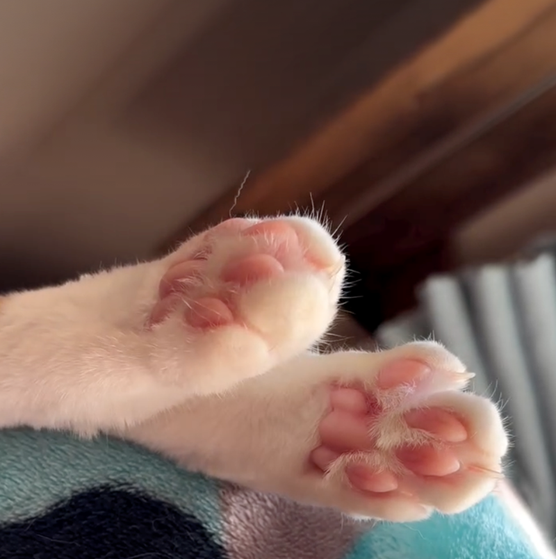 Cheezburger Image 10627491584