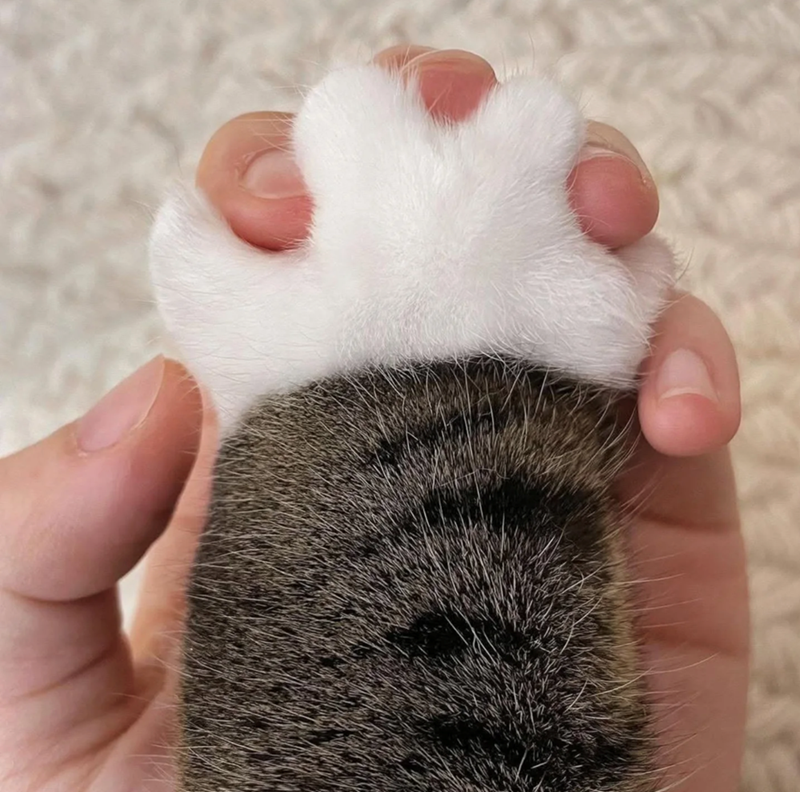 Cheezburger Image 10627492096