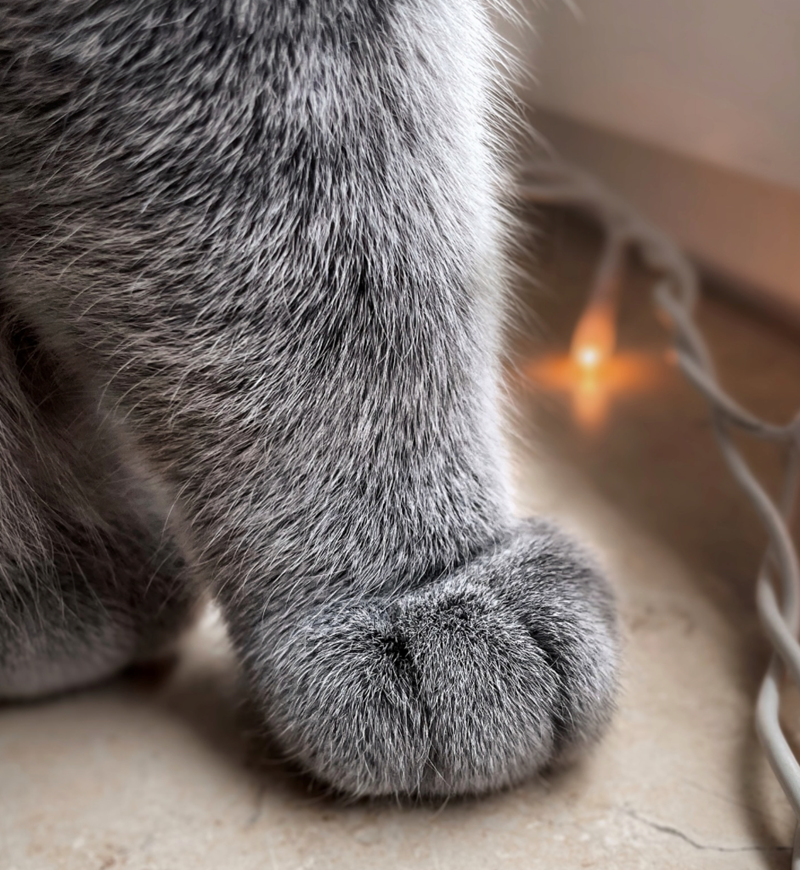 Cheezburger Image 10627492352