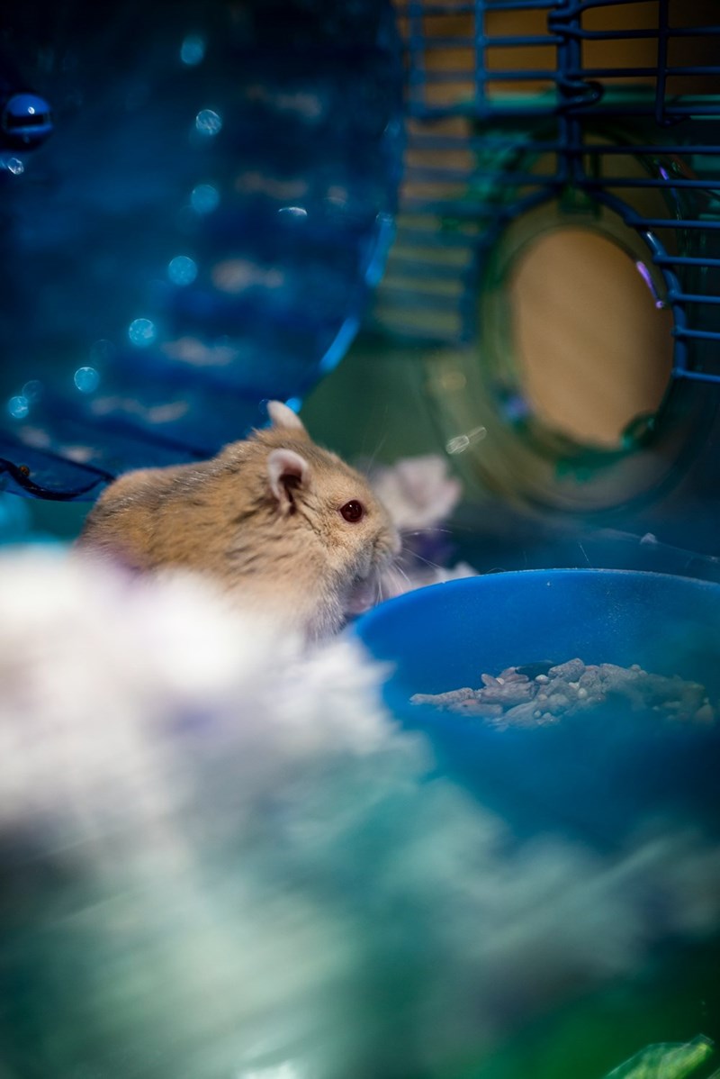 Pet gerbil or hamster sitting in its cage having a cute little snack