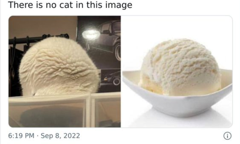 There is no cat in this image . 6:19 PM Sep 8, 2022 Θ