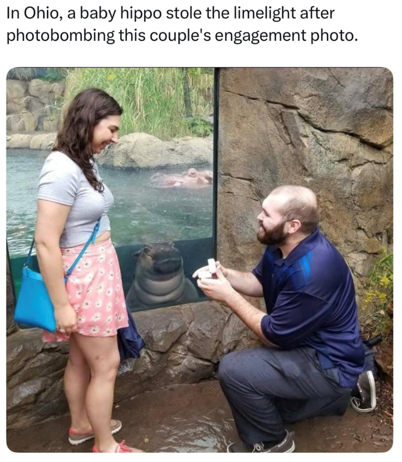 In Ohio, a baby hippo stole the limelight after photobombing this couple's engagement photo.