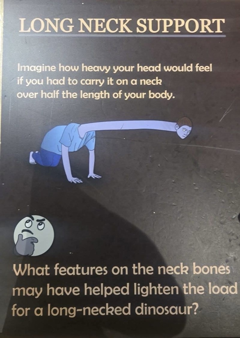 LONG NECK SUPPORT Imagine how heavy your head would feel if you had to carry it on a neck over half the length of your body. What features on the neck bones may have helped lighten the load for a long-necked dinosaur?