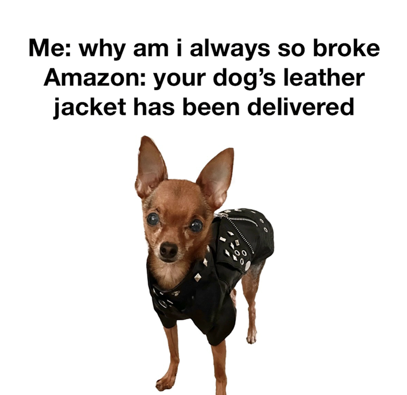 Me: why am i always so broke Amazon: your dog's leather jacket has been delivered