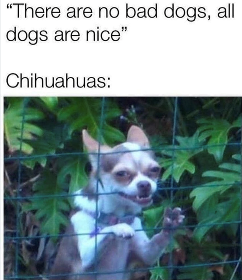 "There are no bad dogs, all dogs are nice" Chihuahuas: G