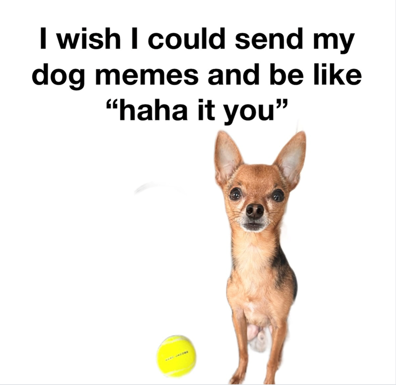 I wish I could send my dog memes and be like "haha it you" MARC JACOes