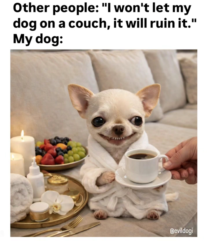 Other people: "I won't let my dog on a couch, it will ruin it." My dog: Bevildogi
