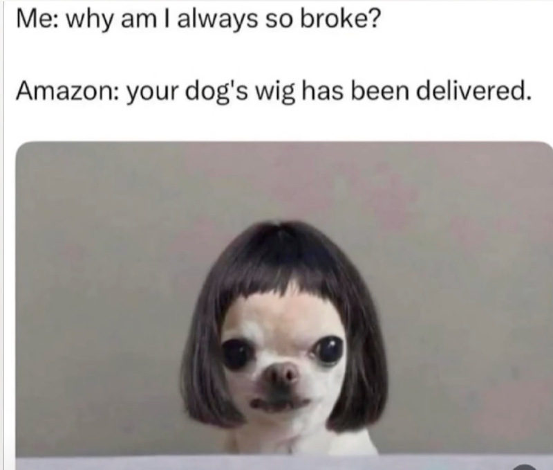 Me: why am I always so broke? Amazon: your dog's wig has been delivered.