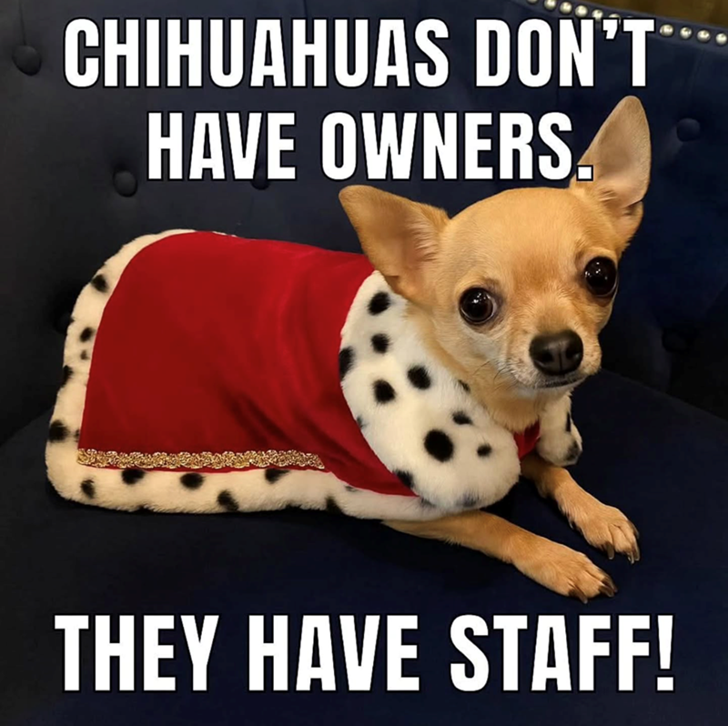 CHIHUAHUAS DON'T HAVE OWNERS. THEY HAVE STAFF!