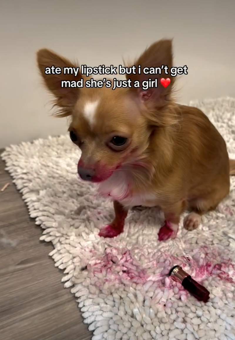 ate my lipstick but i can't get mad she's just a girl❤