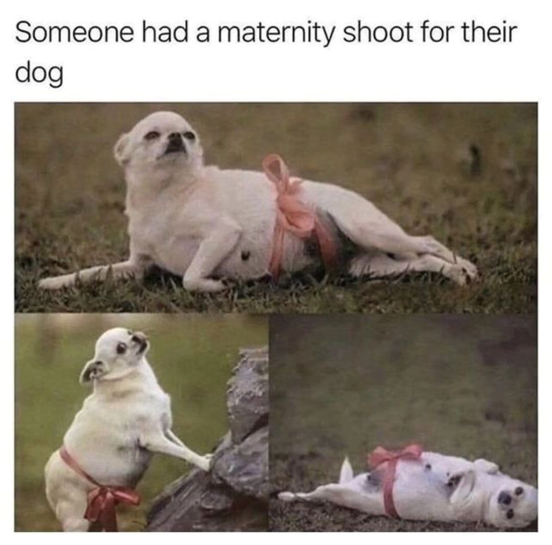 Someone had a maternity shoot for their dog