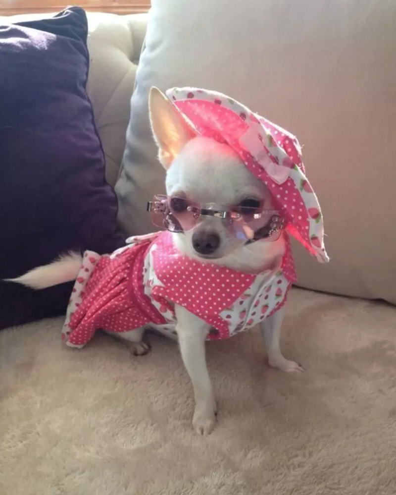 Cheezburger Image 10627576832