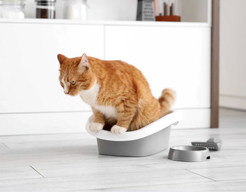 Cheezburger Image 10627620864