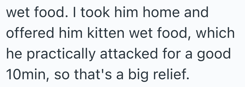 wet food. I took him home and offered him kitten wet food, which he practically attacked for a good 10min, so that's a big relief.