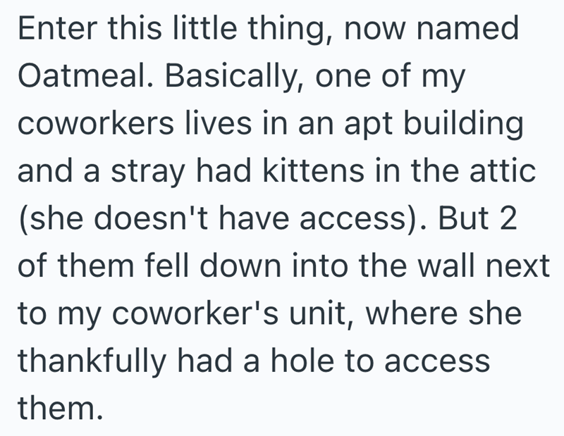 Enter this little thing, now named Oatmeal. Basically, one of my coworkers lives in an apt building and a stray had kittens in the attic (she doesn't have access). But 2 of them fell down into the wall next to my coworker's unit, where she thankfully had a hole to access them.