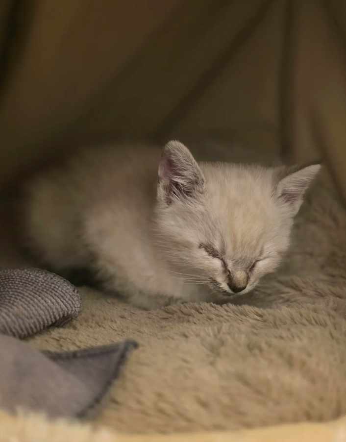 Cheezburger Image 10627643136