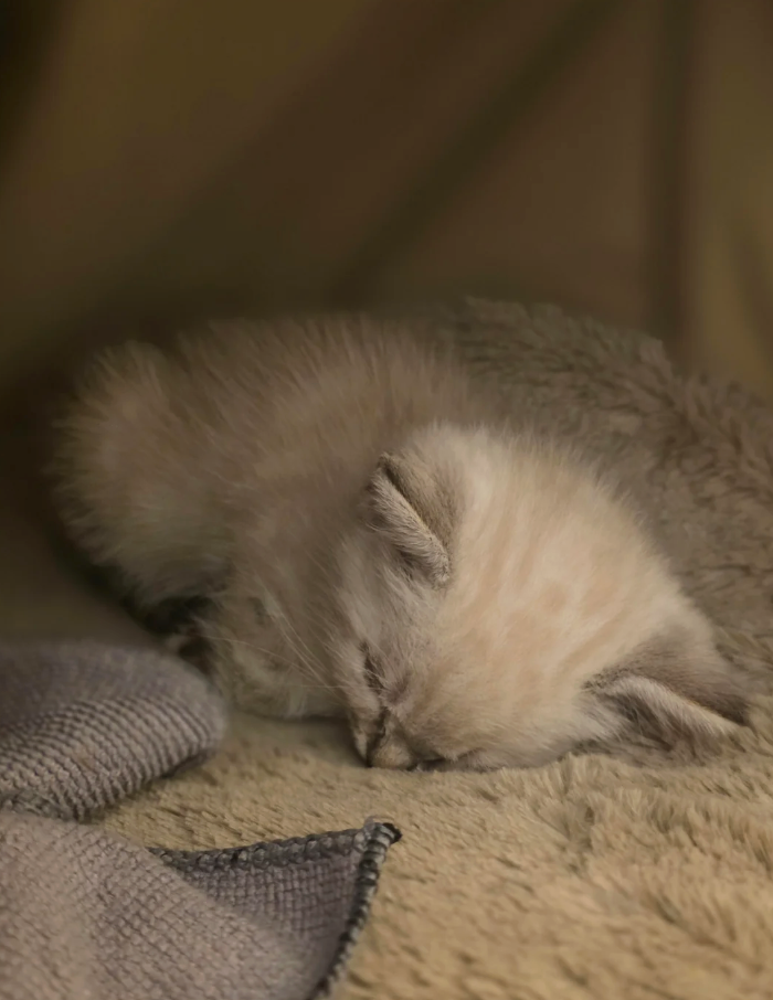 Cheezburger Image 10627643392