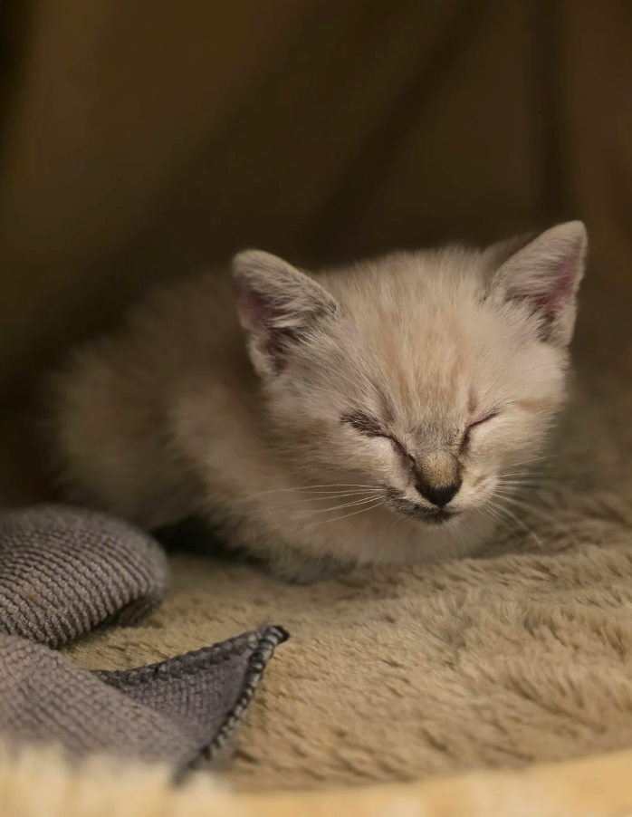 Cheezburger Image 10627643648