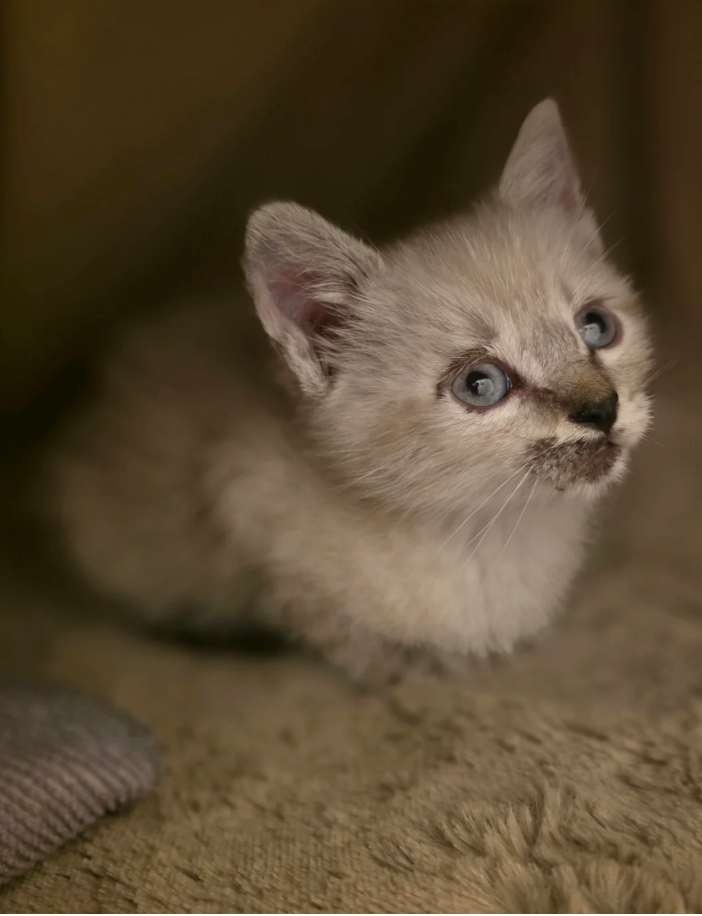 Cheezburger Image 10627643904