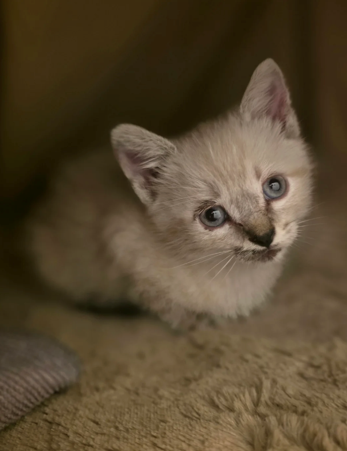 Cheezburger Image 10627644160