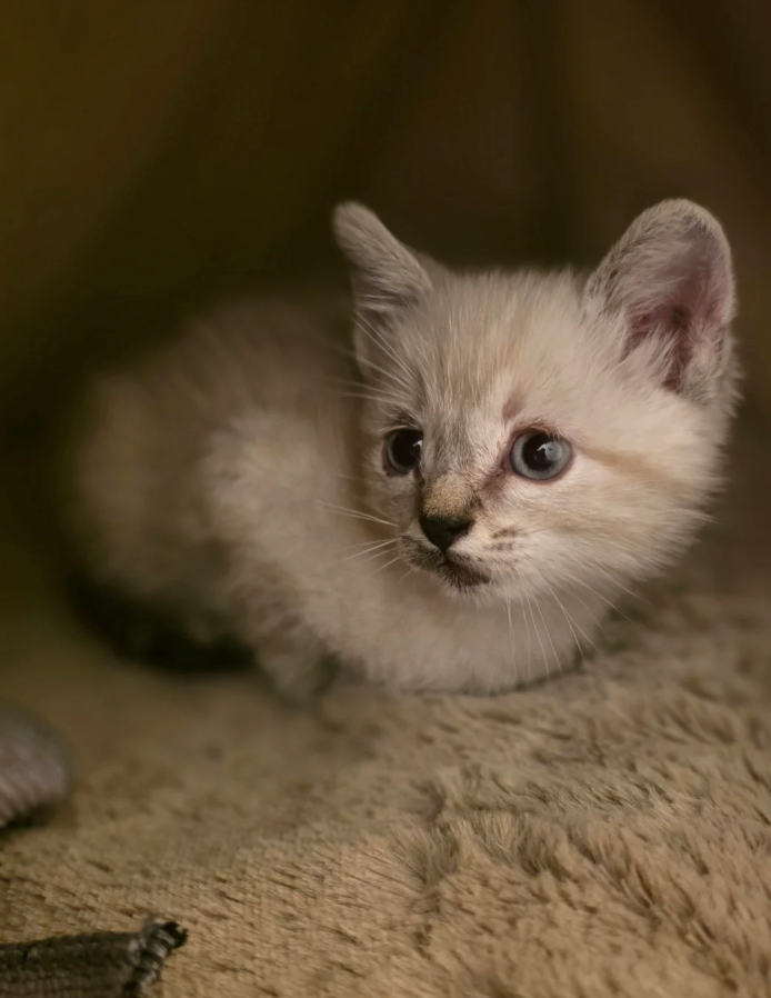 Cheezburger Image 10627644416