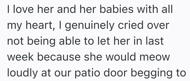 I love her and her babies with all my heart, I genuinely cried over not being able to let her in last week because she would meow loudly at our patio door begging to