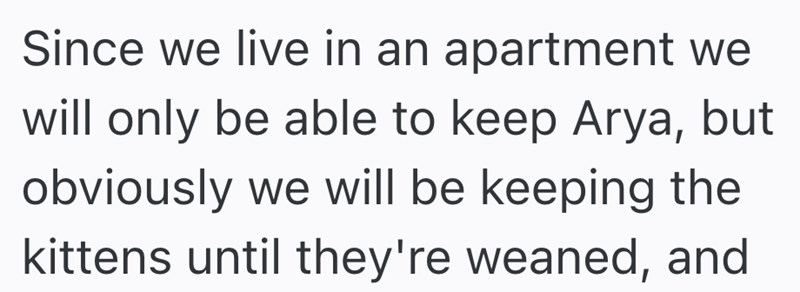 Since we live in an apartment we will only be able to keep Arya, but obviously we will be keeping the kittens until they're weaned, and