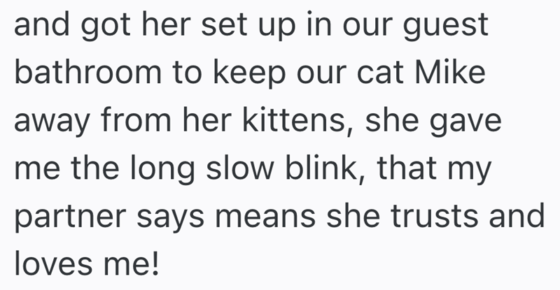 and got her set up in our guest bathroom to keep our cat Mike away from her kittens, she gave me the long slow blink, that my partner says means she trusts and loves me!