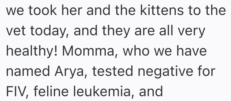 we took her and the kittens to the vet today, and they are all very healthy! Momma, who we have named Arya, tested negative for FIV, feline leukemia, and