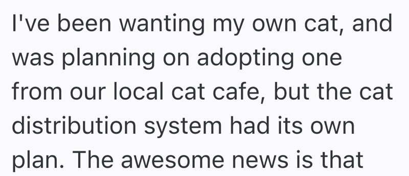 I've been wanting my own cat, and was planning on adopting one from our local cat cafe, but the cat distribution system had its own plan. The awesome news is that